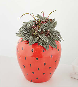 Berry Bliss Peperomia Plant - FedEx