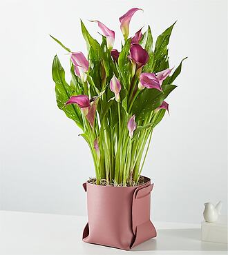 Midnight Purple Calla - FedEx