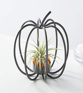 Wire Pumpkin Air Plant - FedEx