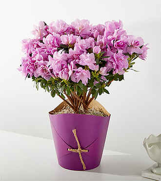 Lavender Azalea Plant - FedEx