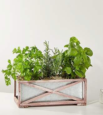 Fresh Garden Herb Trio - FedEx - P4271