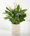 Image of Standard version for XXX Large Peace Lily - FedEx