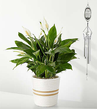 Celebration of Life Windchime and Plant Bundle - FedEx - P4272WC