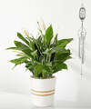 Image of Standard version for Celebration of Life Windchime and Plant Bundle - FedEx