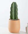 Image of Standard version for Cuddly Cactus - FedEx