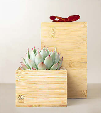 Lula's Garden Bamboo Bliss - Red Bow - FedEx