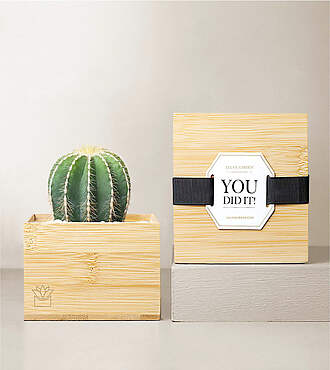 Lula's Garden Bamboo Cacti - You Did It - FedEx
