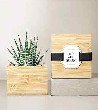 Lula's Bamboo Zebra Garden - Get Well Soon - FedEx