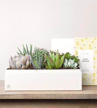 Lula's Lush Garden - Happy Birthday - FedEx