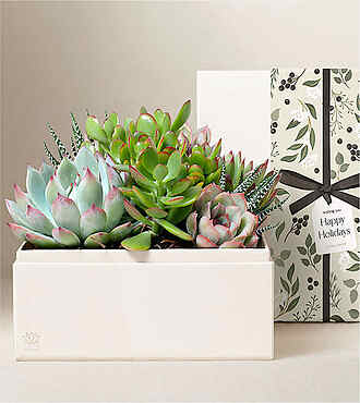 Lula's Garden - Holiday Premium Gardens - Urban Garden - FedEx - P4457