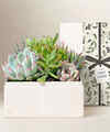 Image of Standard version for Lula's Garden - Holiday Premium Gardens - Urban Garden - FedEx