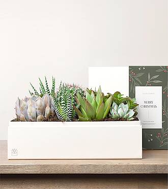 Lula's Lush Garden - Merry Christmas - FedEx