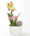 Image of Standard version for Mini Yellow Orchid and Echeveria Succulent - FedEx