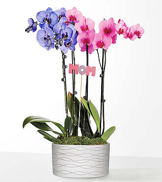 Pink and Lavender Watercolor Orchids - FedEx
