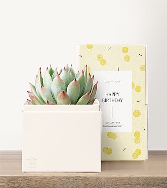 Lula's Garden - Birthday Petite Gardens - Bliss Garden - FedEx - P4521