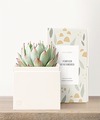 Image of Standard version for Lula's Garden - Sympathy Petite Gardens - Bliss Garden - FedEx