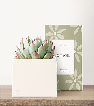 Lula's Garden - Get Well Petite Gardens - Bliss Garden - FedEx - P4523