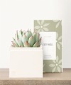 Image of Standard version for Lula's Garden - Get Well Petite Gardens - Bliss Garden - FedEx