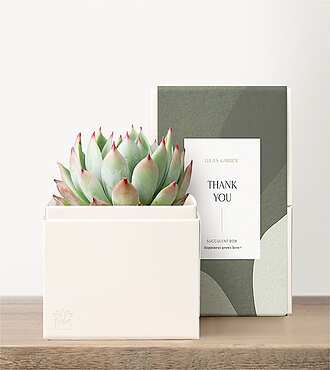 Lula's Garden - Thank You Petite Gardens - Bliss Garden - FedEx - P4524