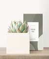 Image of Standard version for Lula's Garden - Thank You Petite Gardens - Bliss Garden - FedEx