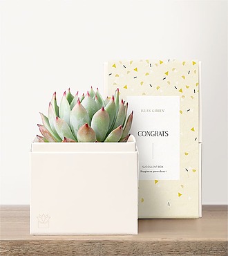 Lula's Garden - Congratulations Petite Gardens - Bliss Garden - FedEx - P4525