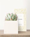 Image of Standard version for Lula's Garden - Congratulations Petite Gardens - Bliss Garden - FedEx