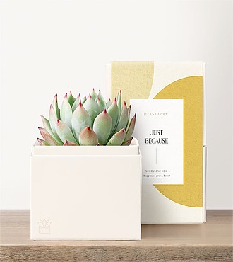 Lula's Garden - Just Because Petite Gardens - Bliss Garden - FedEx - P4526
