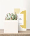 Image of Standard version for Lula's Garden - Just Because Petite Gardens - Bliss Garden - FedEx
