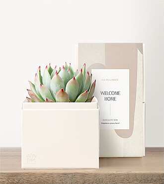 Lula's Garden - Housewarming Petite Gardens - Bliss Garden - FedEx - P4527