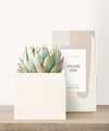 Image of Standard version for Lula's Garden - Housewarming Petite Gardens - Bliss Garden - FedEx