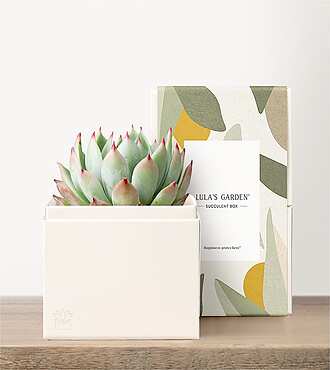 Lula's Garden - Petite Gardens - Bliss Garden - FedEx - P4528