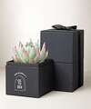 Image of Standard version for Lula's Garden - Halloween Gardens - Bliss Garden - FedEx