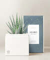 Image of Standard version for Lula's Garden - Zodiac Gardens - Aquarius - FedEx