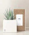 Image of Standard version for Lula's Garden - Zodiac Gardens - Aries - FedEx
