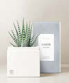 Image of Standard version for Lula's Garden - Zodiac Gardens - Cancer - FedEx