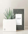 Image of Standard version for Lula's Garden - Zodiac Gardens - Capricorn - FedEx