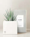 Image of Standard version for Lula's Garden - Zodiac Gardens - Gemini - FedEx