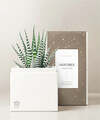 Image of Standard version for Lula's Garden - Zodiac Gardens - Sagittarius - FedEx