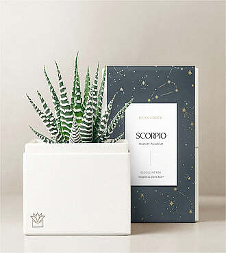 Lula's Garden - Zodiac Gardens - Scorpio - FedEx - P4546