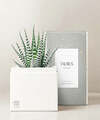 Image of Standard version for Lula's Garden - Zodiac Gardens - Taurus - FedEx