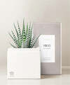 Image of Standard version for Lula's Garden - Zodiac Gardens - Virgo - FedEx