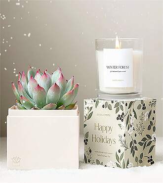 Lula's Garden - Holiday Petite Gardens - Bliss Garden Set - FedEx - P4550