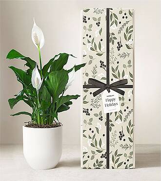 Lula's Garden - Holiday Plants - FedEx - P4555