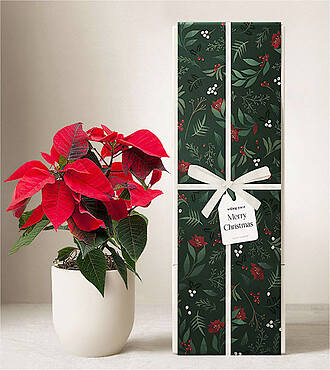 Lula's Garden - Christmas Plants - FedEx - P4564