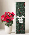 Image of Standard version for Lula's Garden - Christmas Plants - FedEx
