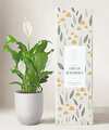 Image of Standard version for Lula's Peace Lily Plant - Forever Remembered - FedEx