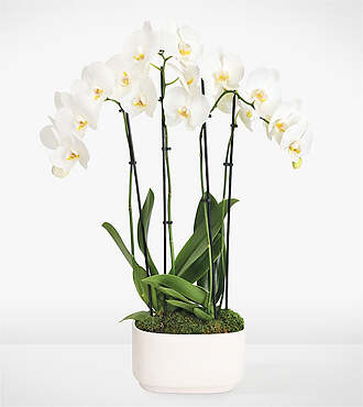 Simple Beauty White Orchid Garden - FedEx - P4566