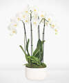 Image of Standard version for Simple Beauty White Orchid Garden - FedEx