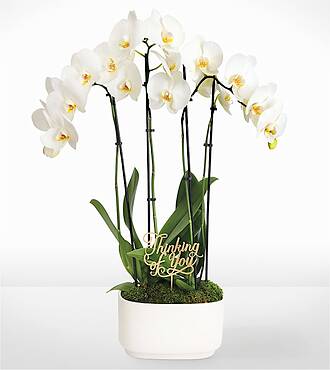 Thinking of You White Orchid Garden - FedEx - P4566TYP