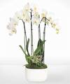 Image of Standard version for Thinking of You White Orchid Garden - FedEx